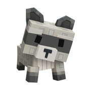 Raccoon